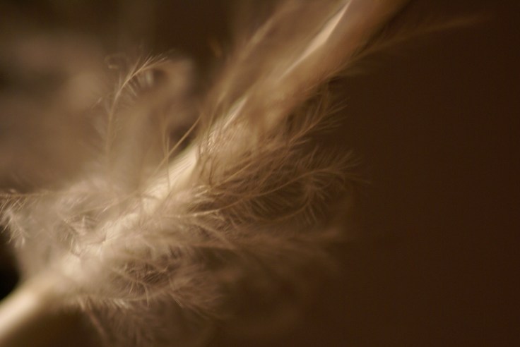 white feather